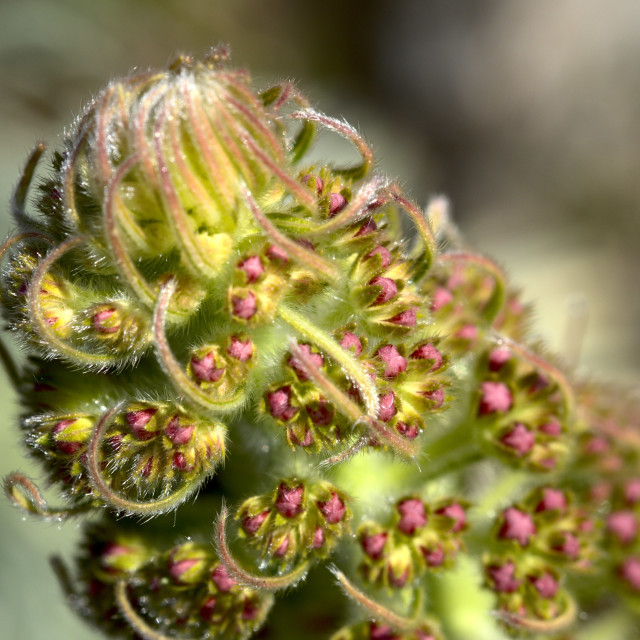 "Tesselated Plant" stock image