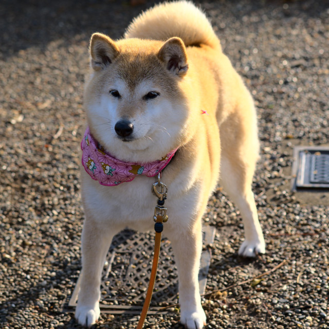 "Shiba Walk #2" stock image