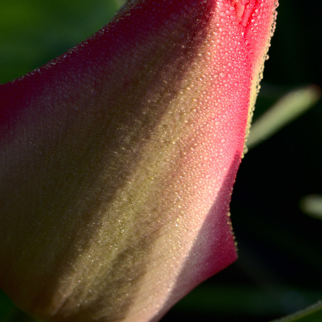 "Fuzzy Flower" stock image