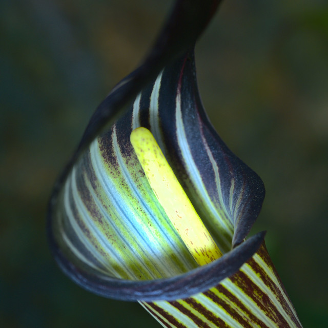 "Pitcher Plant" by Blue Magister - $36.72 "Pitcher Plant" stock image