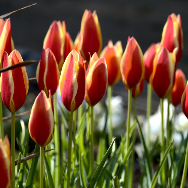 "Tulips" stock image