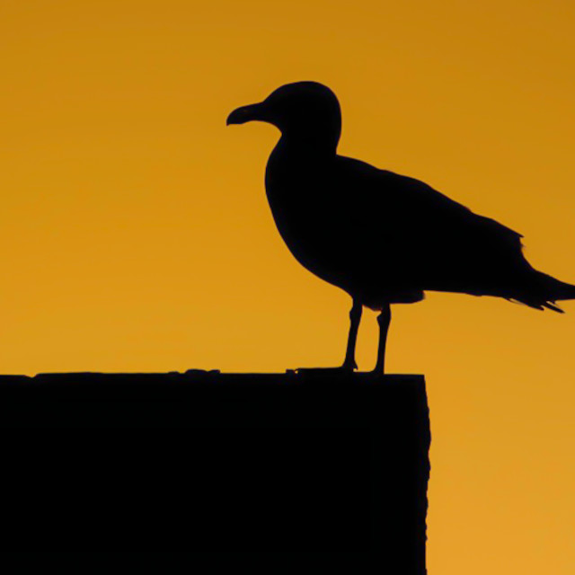 "Seagull in silhouette" stock image