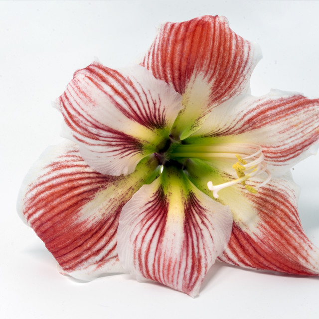 "Amaryllis flower" stock image