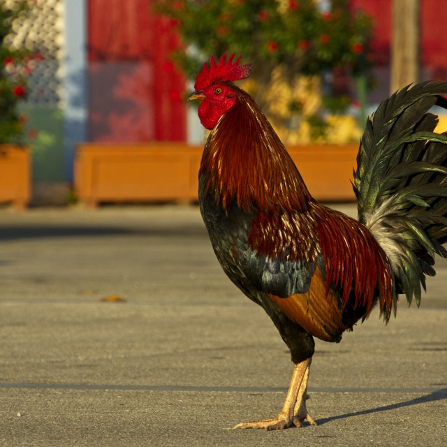 "Florida Keys Rooster" stock image