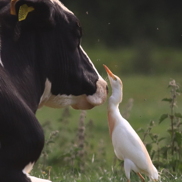 "Cattle Egret and Cow" stock image