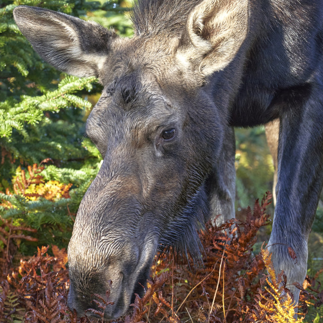 "Moose at Skyline Trail" stock image