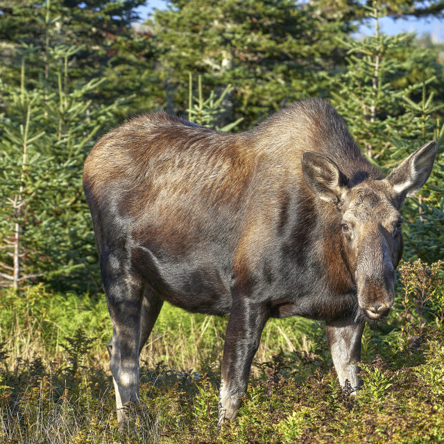 "Amazing and beautiful moose" stock image