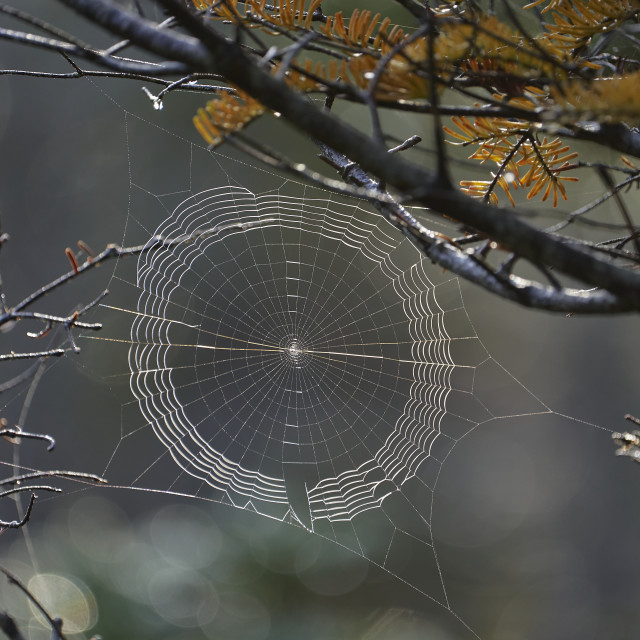 "Web Design" by Carlos A Esquivel - $18.20 "Web Design" stock image