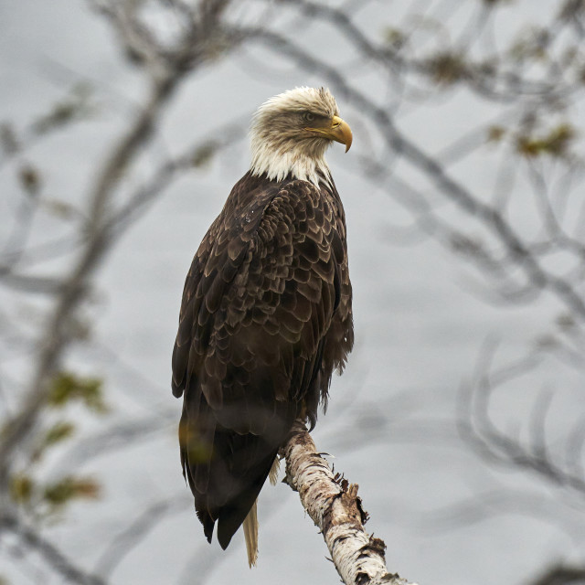 "One mean Bald Eagle" stock image