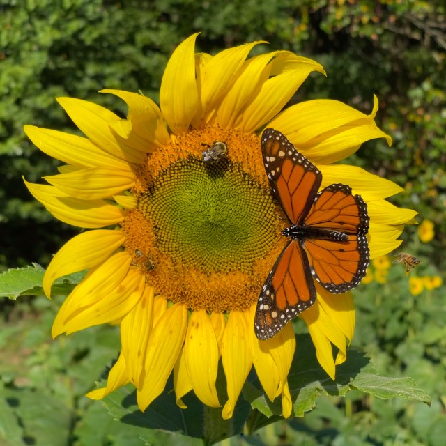 Sunflower with Monarch Butterfly - License, download or print for £11. ...