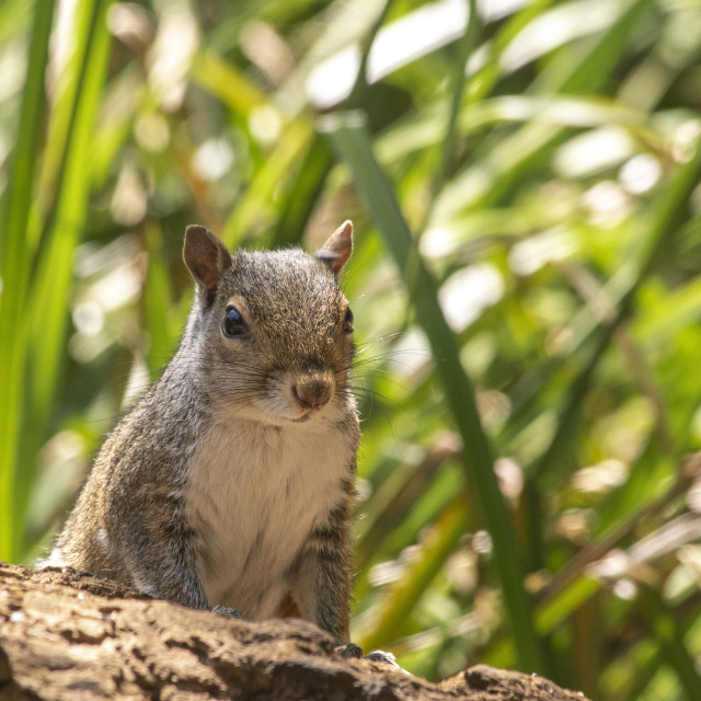 "Grey Squirrel (Sciurus Carolinensis)" by Bobb Strongman - £20.00 "Grey Squirrel (Sciurus Carolinensis)" stock image