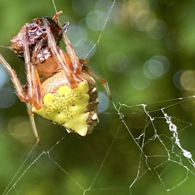 "Trapped in a web- Greystone-Asheboro, NC" stock image