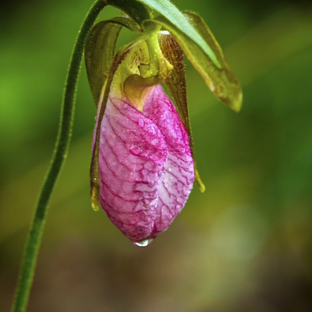 "Lady Slipper" stock image