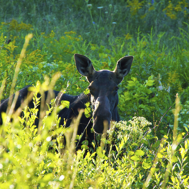 "Moose in the Grass" stock image