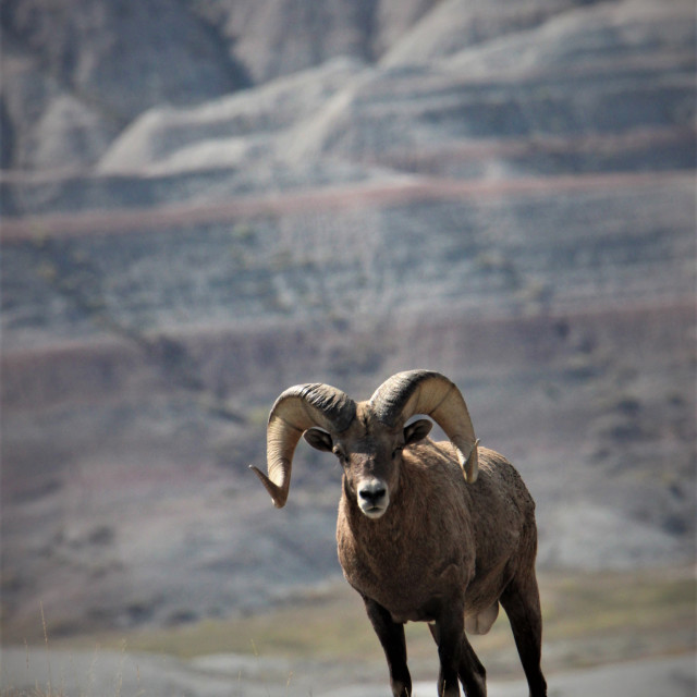 "Elderly Male Bighorn Sheep" stock image