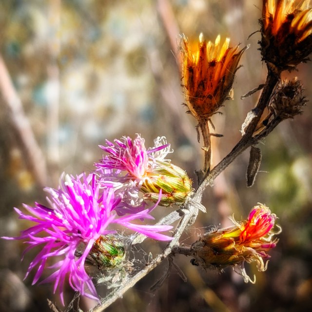 "Dreamy weeds" by MLLL Photography - $11.41 "Dreamy weeds" stock image