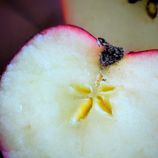 "Apple flower" by MLLL Photography - $11.41 "Apple flower" stock image