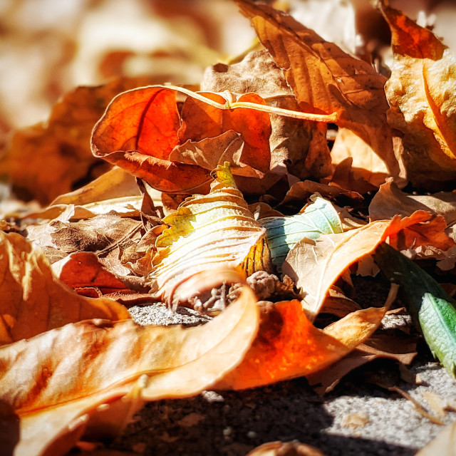 "Crunchy leaves" by MLLL Photography - $11.41 "Crunchy leaves" stock image