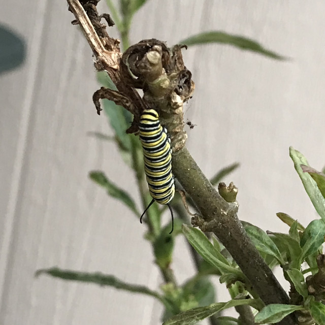 "Monarch Caterpillar Eating" stock image