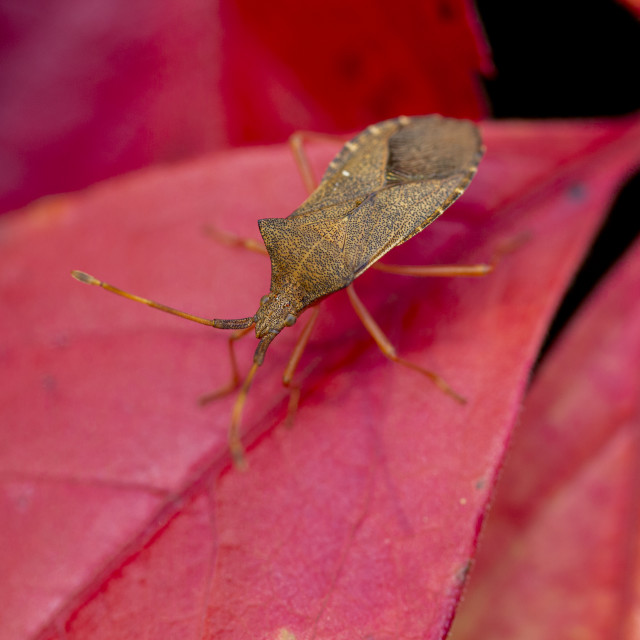 "Box Bug (Gonocerus Acuteangulatus)" by Bobb Strongman - £20.00 "Box Bug (Gonocerus Acuteangulatus)" stock image