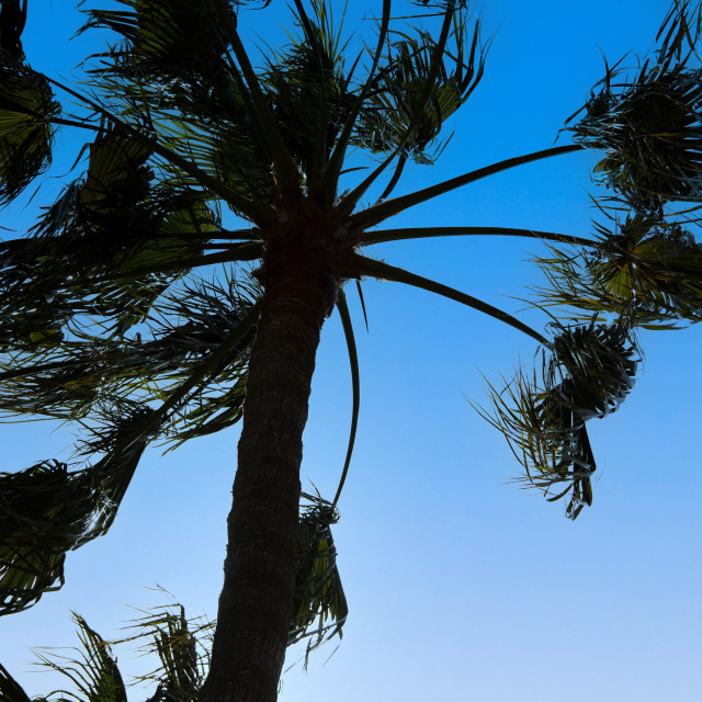 "PALMTREE IN THE WIND" by LYDIBERN.ART - £10.00 "PALMTREE IN THE WIND" stock image