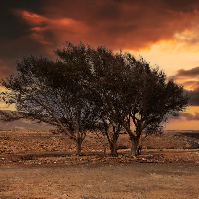 "TREES BEFORE STORM" by LYDIBERN.ART - £19.00 "TREES BEFORE STORM" stock image