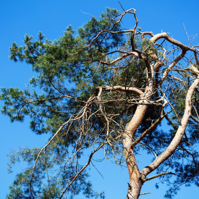 "Weathered pine tree under a blue sky" by LYDIBERN.ART - £10.00 "Weathered pine tree under a blue sky" stock image