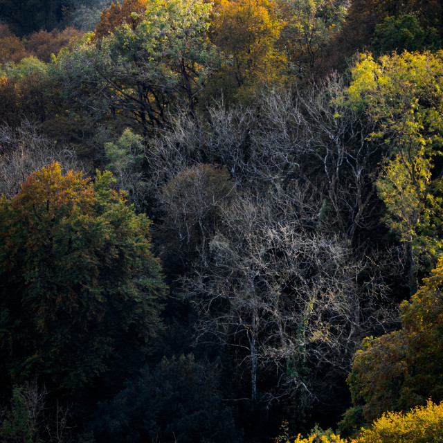 "Autumn Colours." stock image