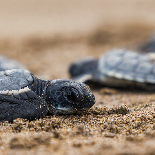 "Baby turtle V" by Expvisual Filmmaking and Photography SAS de CV - $13.58 "Baby turtle V" stock image