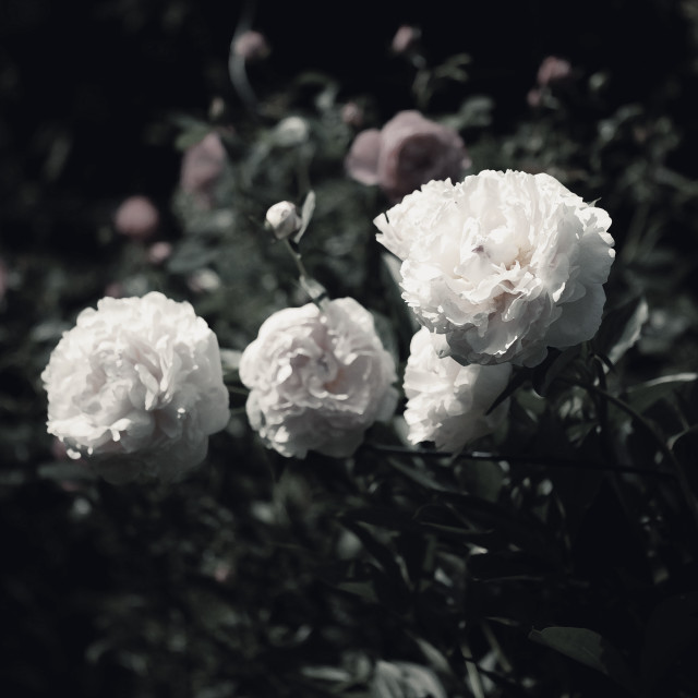 "BLOOMING PEONY" by LYDIBERN.ART - £10.00 "BLOOMING PEONY" stock image