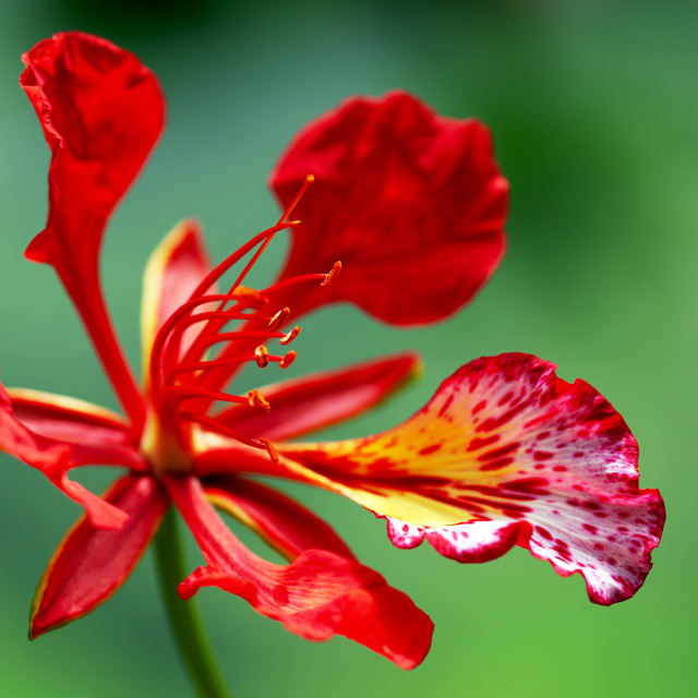 "FLAMBOYANT" by LYDIBERN.ART - £15.00 "FLAMBOYANT" stock image