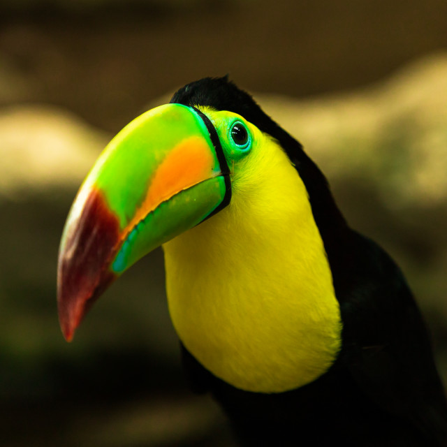 "Toucan I" by Expvisual Filmmaking and Photography SAS de CV - $6.27 "Toucan I" stock image