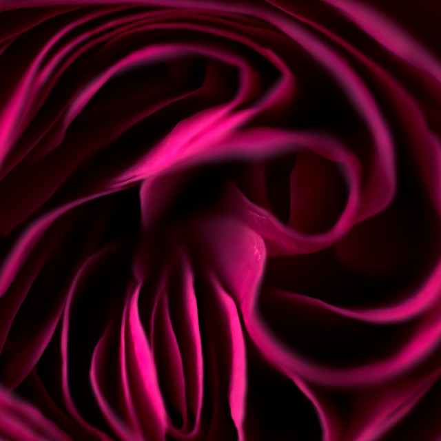 "INSIDE A ROSE" by LYDIBERN.ART - £10.00 "INSIDE A ROSE" stock image