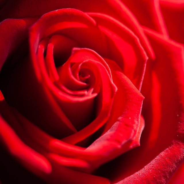 "Roses are red" by 1968photo - $31.58 "Roses are red" stock image