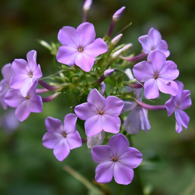 "Purple wildflowers" stock image
