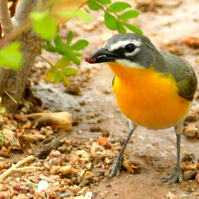 "Yellow Breasted Chat and lunch" stock image