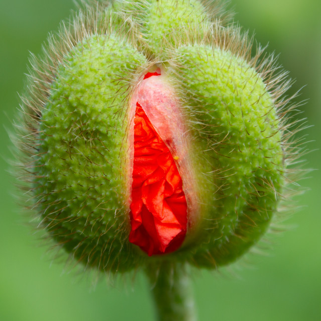 "Poppy" by 1968photo - $25.27 "Poppy" stock image