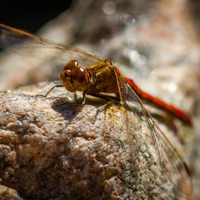 "Dragonfly" stock image