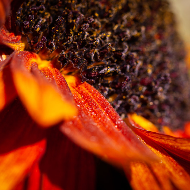 "Sunflower" stock image