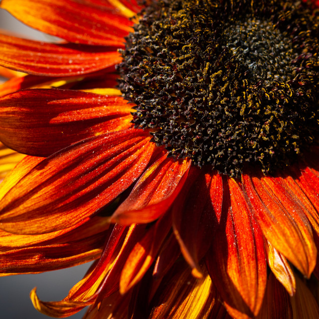 "Sunflower" stock image