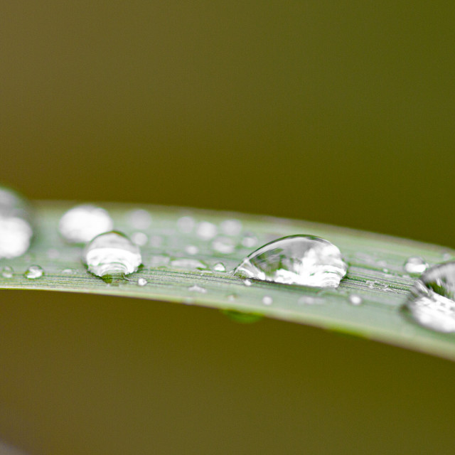 "Dew drops on grass" stock image