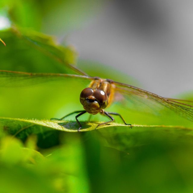 "Dragonfly" stock image