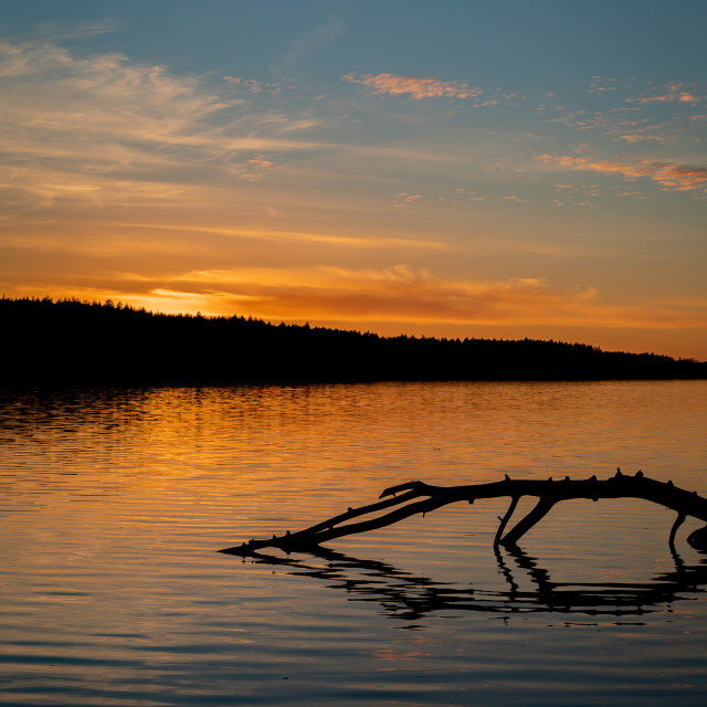 "Branch in sunset" stock image