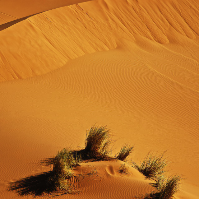 "Dune Grass" stock image
