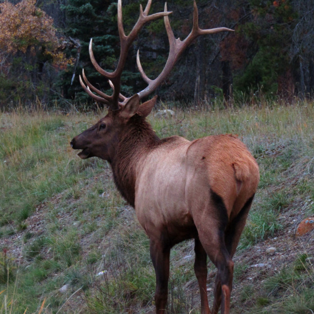 "Bull elk calling" stock image