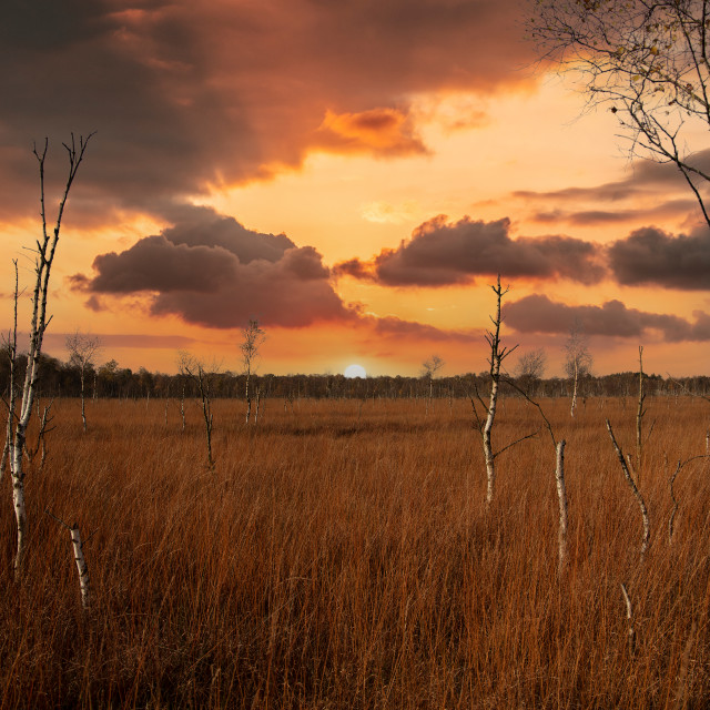 "DEEP SUN IN THE BIRCH GROVE" by LYDIBERN.ART - £15.00 "DEEP SUN IN THE BIRCH GROVE" stock image