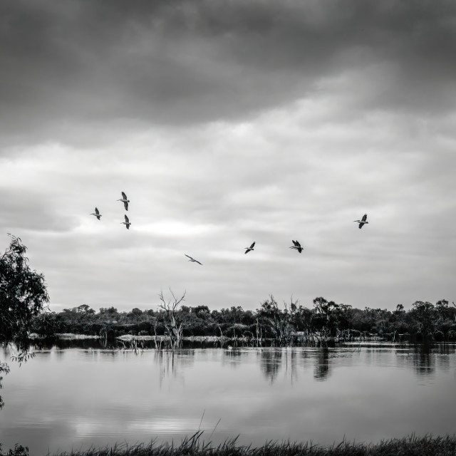 "Pelicans Circling to Land" stock image