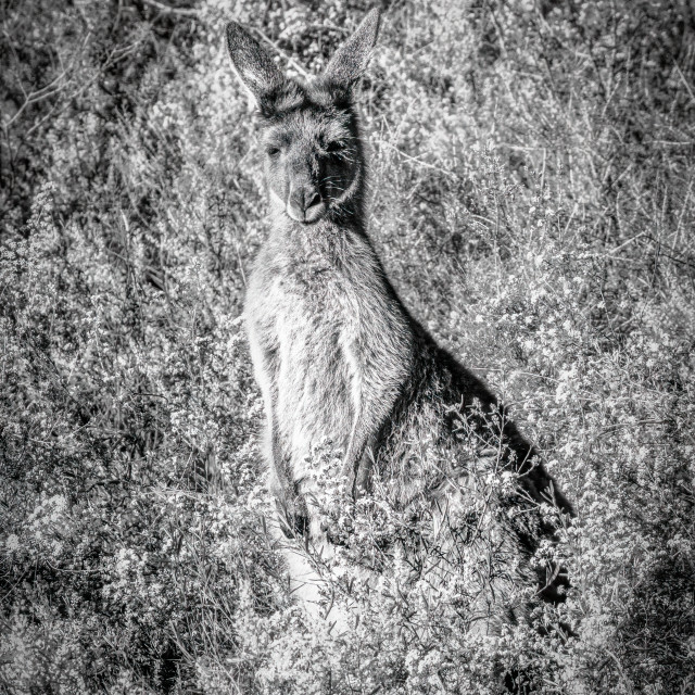 "Curious Kangaroo" stock image