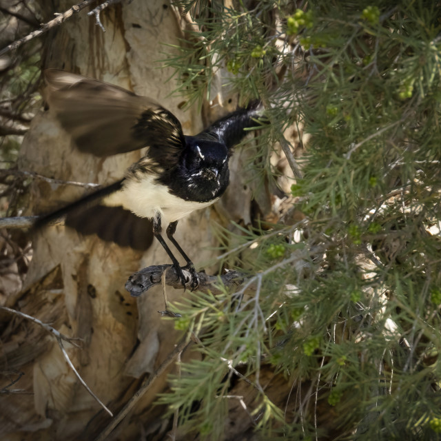 "Willy Wagtail" by Sam Blight - $12.69 "Willy Wagtail" stock image