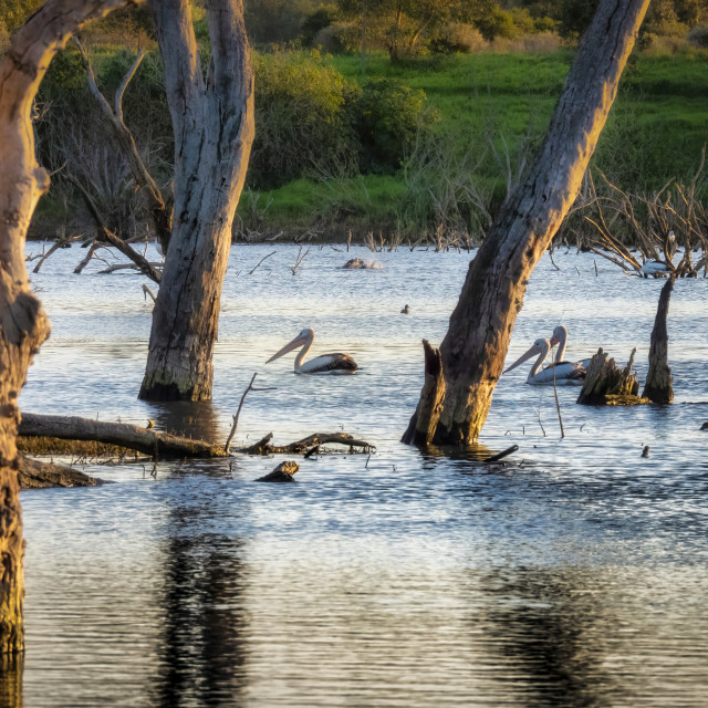 "Pelicans Between Trees" stock image